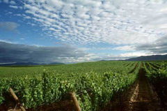 九洲国际官网(中国区)股份有限公司